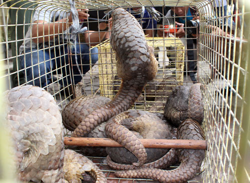 MoEF and Police Bust Illegal Trade of 13 Pangolins in Medan, Sumatra (July 19, 2016)